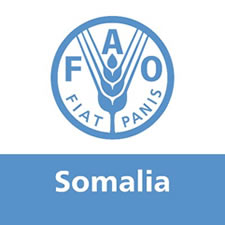 FAO Somalia logo